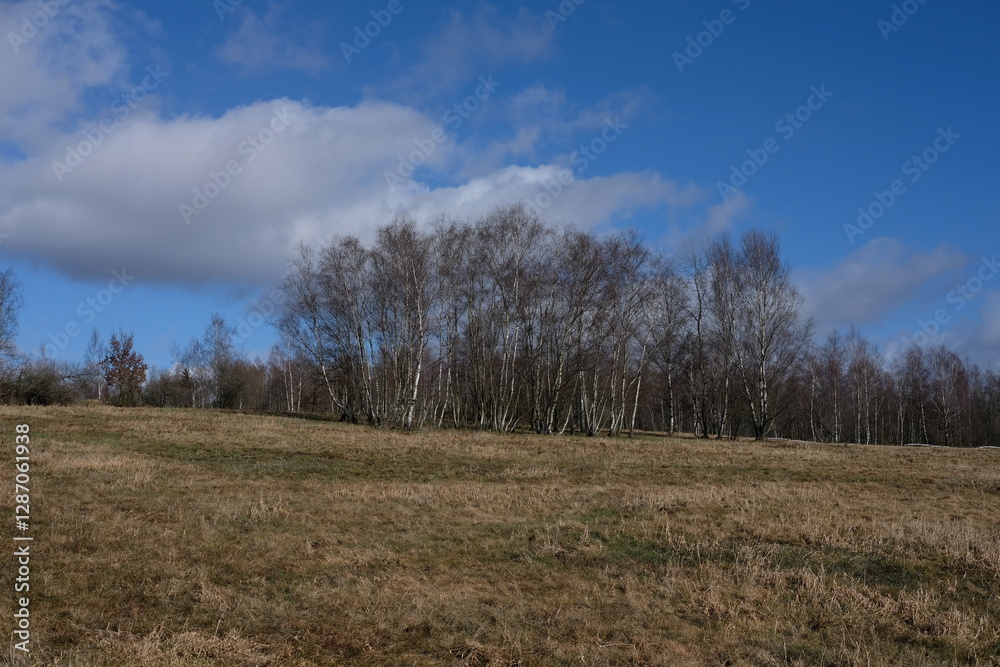 Landschaft im Februar mit Baumgruppe Landschaft im Februar mit Baumgruppe