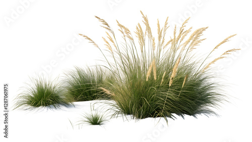 Plateau Grasses on png transparent: Wild Texture and Natural Hues in Ultra-HD Photorealistic Style