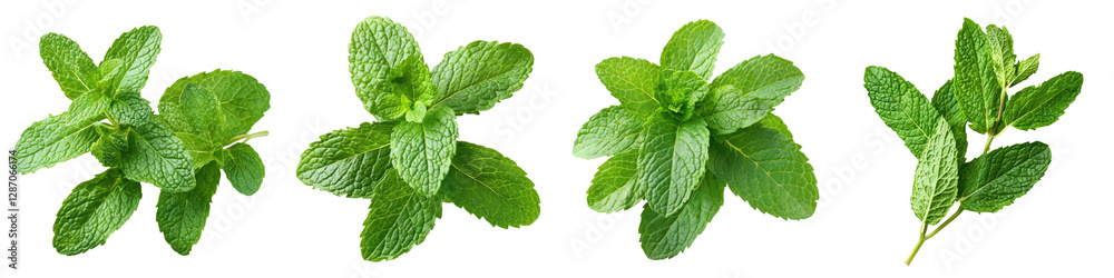 Fresh mint leaves arranged beautifully for culinary and herbal uses. Fresh mint leaves arranged beautifully for culinary and herbal uses.