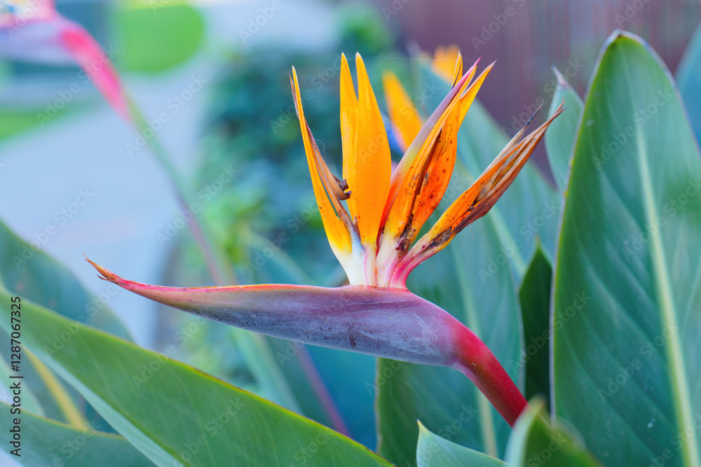 Charming Strelitzia Reginae Flower Displaying Captivating Color Contrast