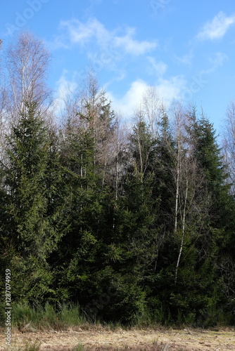 Baumwipfel mit Kalamitätsschaden