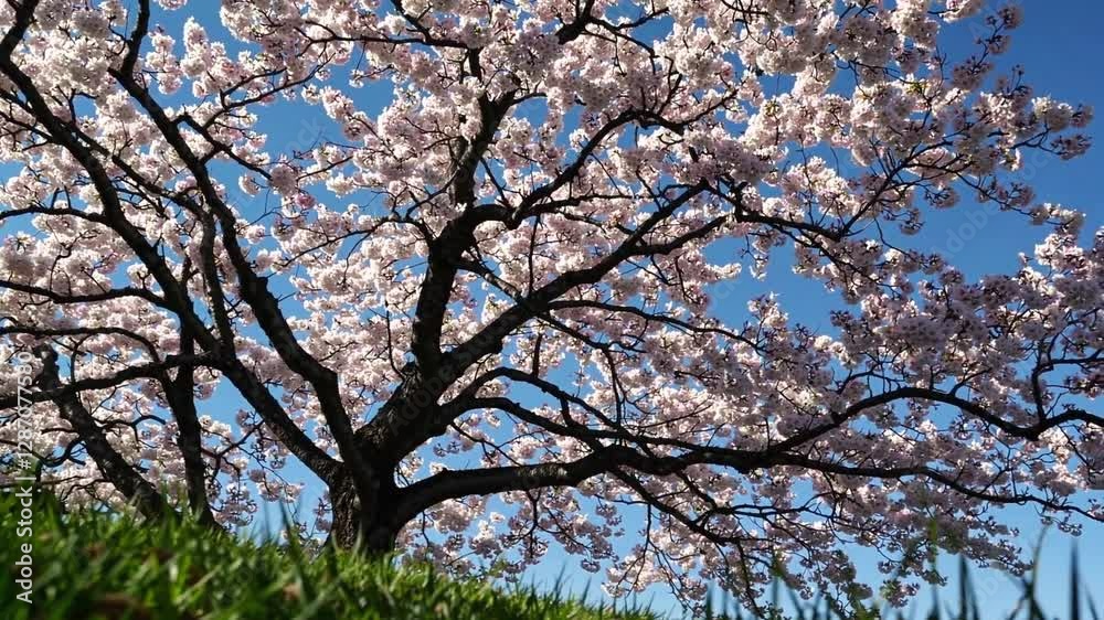 A beautiful cherry blossom tree in full bloom stands against a clear blue sky, its delicate pink and white flowers creating a stunning contrast with the dark branches and vibrant green grass below A beautiful cherry blossom tree in full bloom stands against a clear blue sky, its delicate pink and white flowers creating a stunning contrast with the dark branches and vibrant green grass below