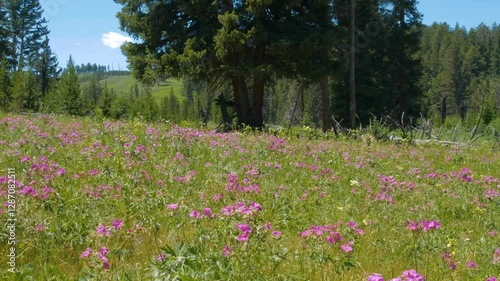 Pink small flowers in a beautiful valley close-up. Amazing summer landscape in the mountains. Wraith Falls, Yellowstone National Park, Wyoming. 