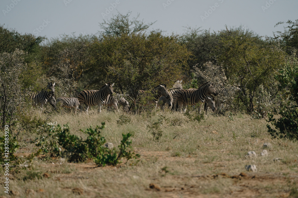 Herd of zebras in the bushes of the savannah in Etosha national park in Namibia Herd of zebras in the bushes of the savannah in Etosha national park in Namibia