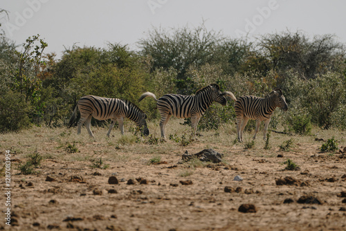 Photography Herd of zebras in the bushes of the savannah in Etosha national park in Namibia