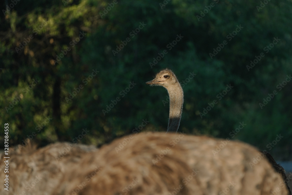 Fototapeta premium Ostrich's heads at sunset light in Namibia