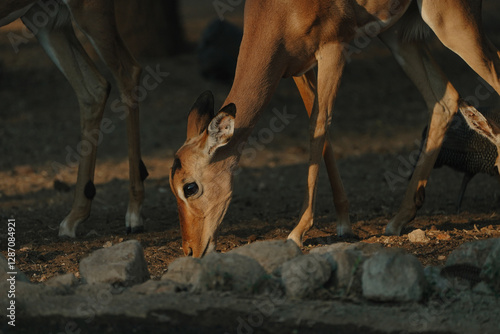 Photography Impala antelope at sunset light in Namibia