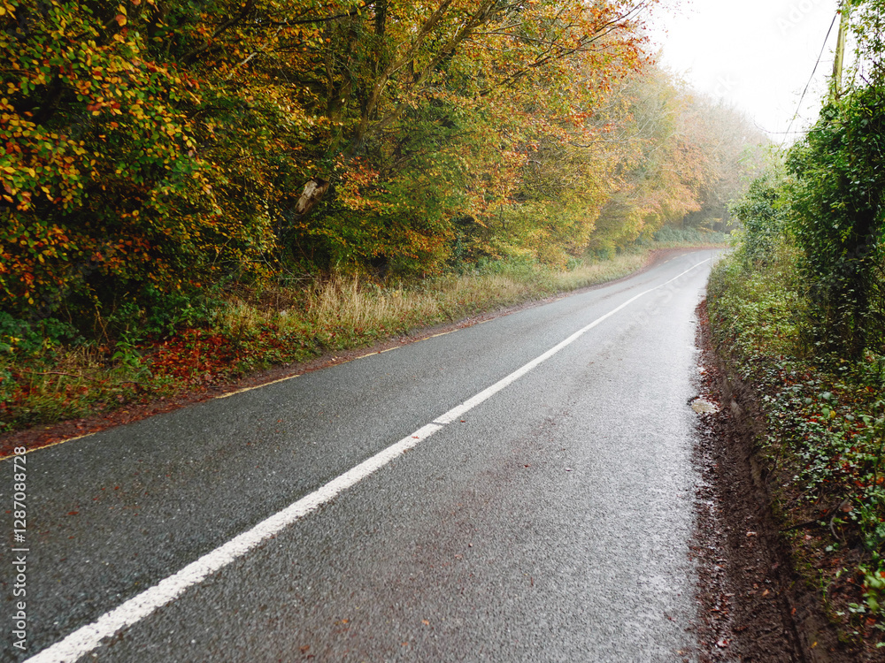 A road with a white line and a few trees in the background. The road is wet and the leaves are falling. High quality asphalt surface. A road with a white line and a few trees in the background. The road is wet and the leaves are falling. High quality asphalt surface.