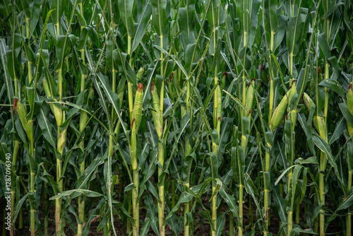  Cornfield photo