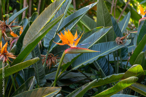 Blossom of Strelitzia reginae, colorful bird of paradise flowers in botanical garden close up