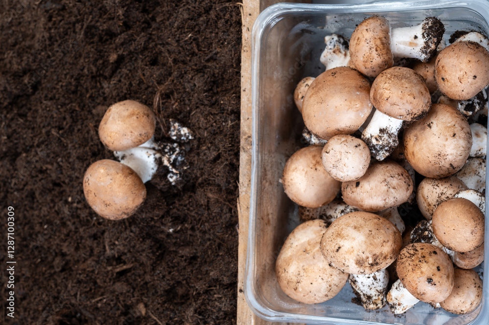 Brown champignons mushrooms from underground caves in Kanne, Belgium, organic farm Brown champignons mushrooms from underground caves in Kanne, Belgium, organic farm