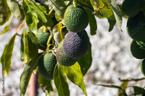 New harvest on avocado trees plantations on La Palma island, Canary islands, Spain, green ripe avocado fruits hanging on tree