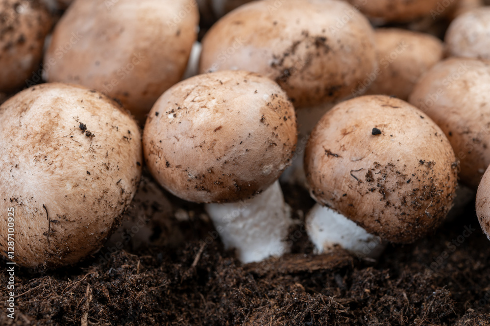 Brown champignons mushrooms from underground caves in Kanne, Belgium, organic farm Brown champignons mushrooms from underground caves in Kanne, Belgium, organic farm