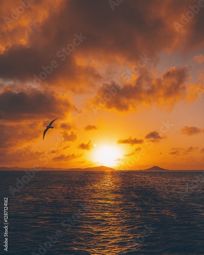 sunset photo with bird orange 