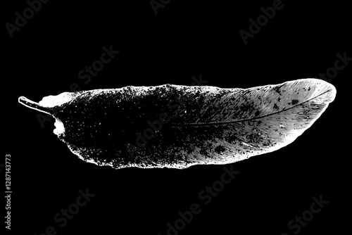 Elegant Bird Feather in Monochrome