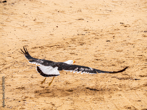 Pacific Gull Wings Spread Aloft photo