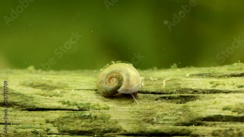 Tiny Button Sprite snail (Menetus opercularis) underwater in a pond, scraping algae from a piece of dead wood, macro close-up. 