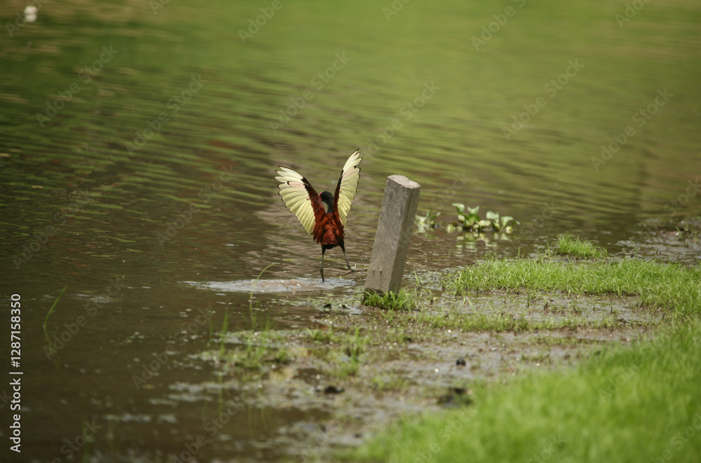 duck in the pond