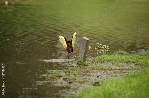 duck in the pond