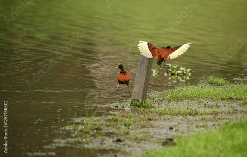 bird starting to fly