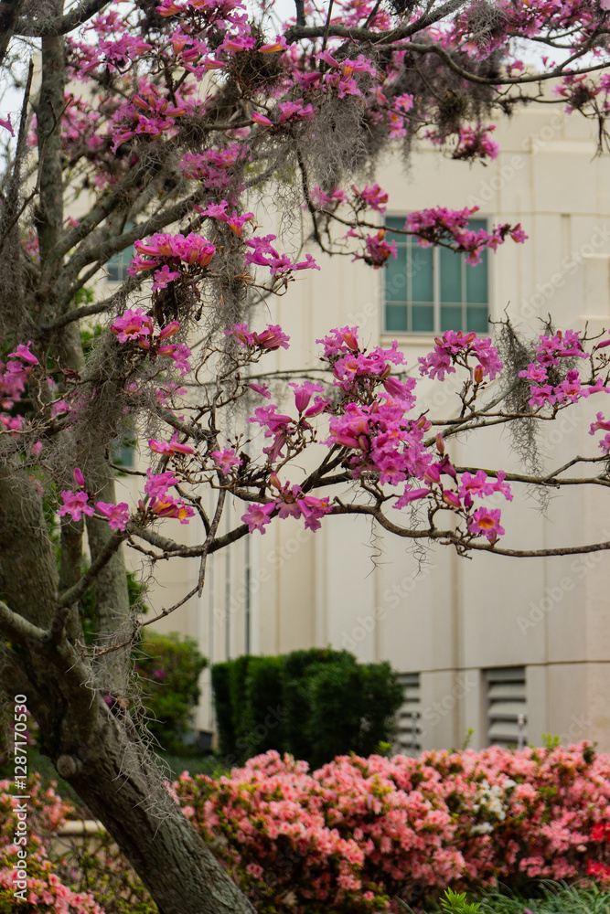 Fototapeta premium Tree with pink flowers