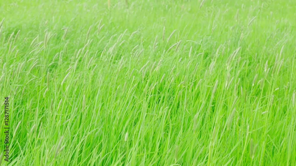 green fresh spring grass swaying, flutter in strong wind, stormy weather, Wind Gusts, natural blurred background, summertime season, environmental concept, Beautiful nature scene green fresh spring grass swaying, flutter in strong wind, stormy weather, Wind Gusts, natural blurred background, summertime season, environmental concept, Beautiful nature scene