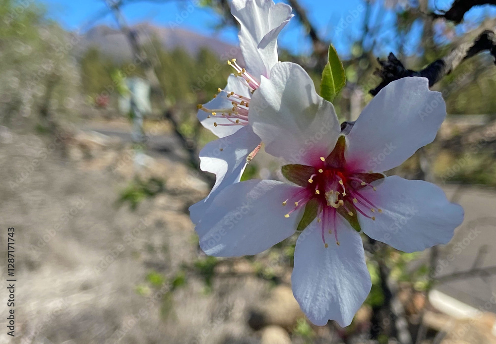 Φωτογραφία Almond tree branches with white pink flowers against blue sky in San Miguel de Abona,Tenerife,
Canary Islands,Spain