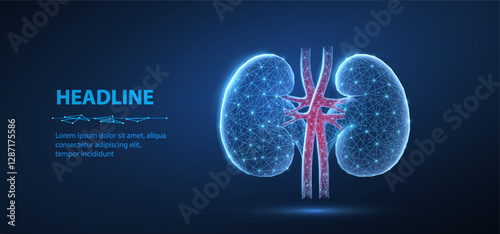 Kidney. Urological health, organ donation, medical technology, human anatomy