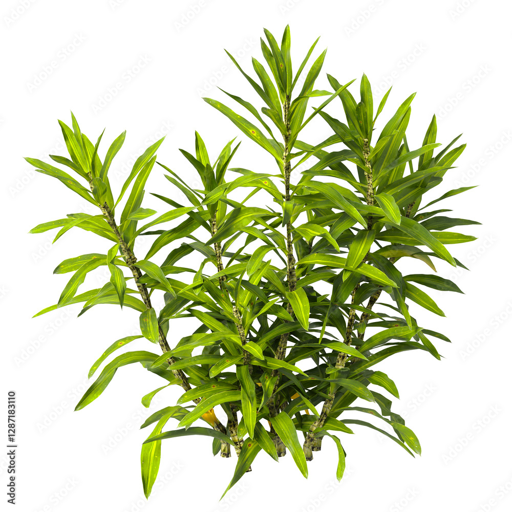 Obraz premium Bush isolated on transparent background. Shrub isolated on transparent background. Side view tropical ornamental Garden plant flower bush shrub tree isolated on white background. Bush PNG. Shrub PNG.