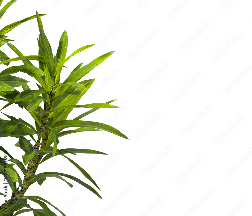 Fototapeta premium Bush leaves isolated on transparent background. Shrub leaves isolated on transparent background. Bush or Shrub leaves, branch, twigs, foliage, branches PNG. Bush leaves isolated on white background. 