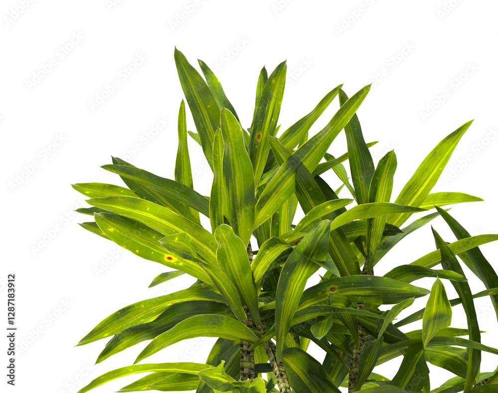 Obraz premium Bush leaves isolated on transparent background. Shrub leaves isolated on transparent background. Bush or Shrub leaves, branch, twigs, foliage, branches PNG. Bush leaves isolated on white background. 