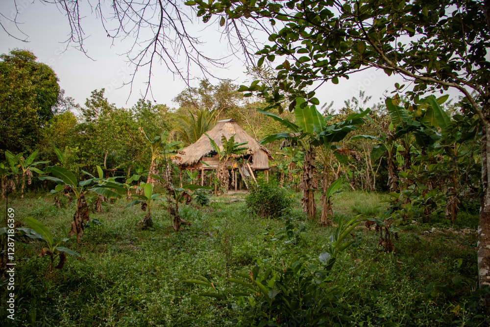 Fototapeta premium a Panamanian cabin in the middle of the jungle