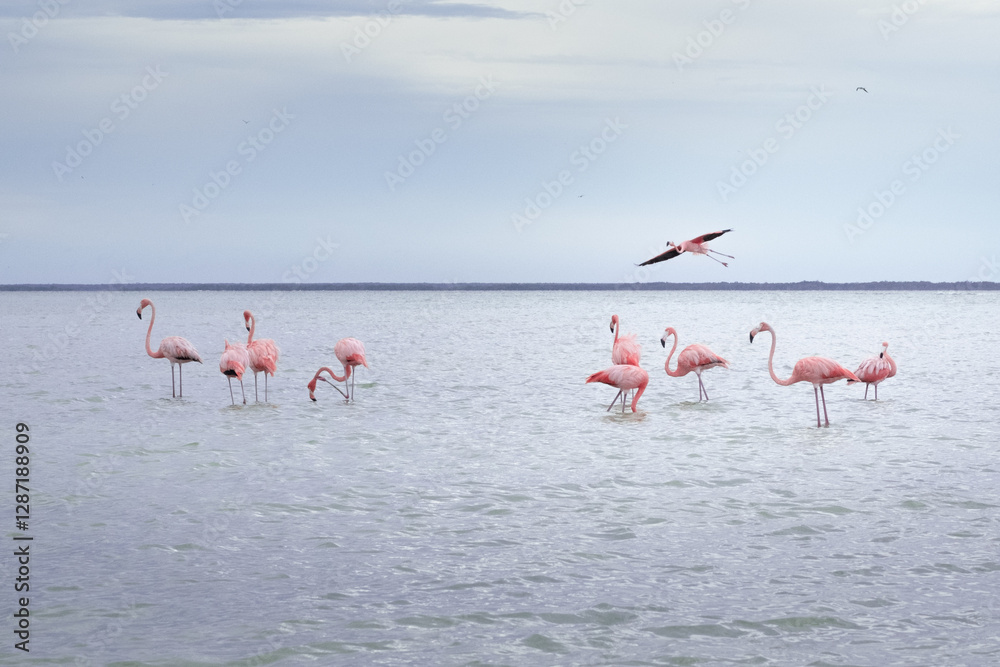 Fototapeta premium Bench of flamingos in the water, a flamingo lands in the water