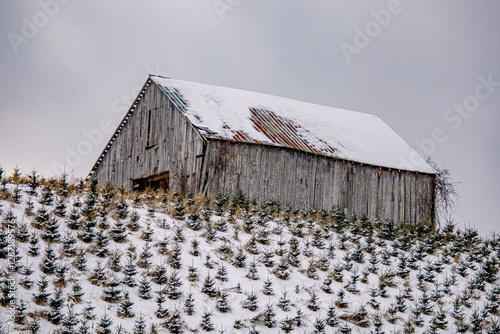 Tableau sur toile Snow on the Christmas tree farm