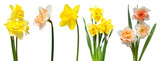 Set of flowers narcissus different in bouquets isolated on white background. Spring time, Women's Day, Wedding, Anniversary, Easter, Holiday