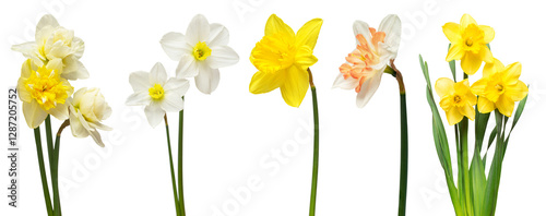 Set of flowers narcissus different in bouquets isolated on white background. Spring time, Women's Day, Wedding, Anniversary, Easter, Holiday