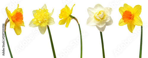 Set of flowers narcissus different in bouquets isolated on white background. Spring time, Women's Day, Wedding, Anniversary, Easter, Holiday