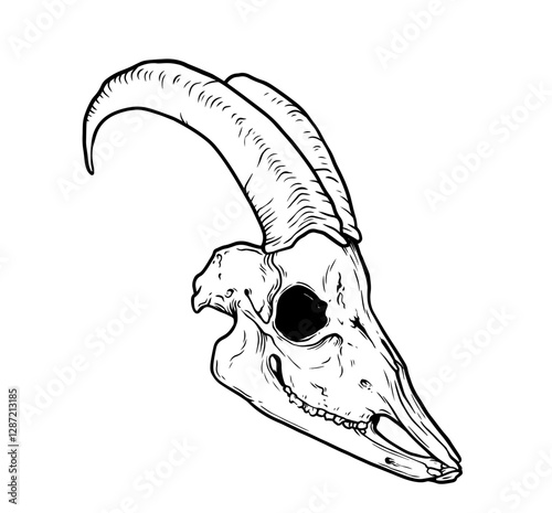 Goat Skull Digital Hand Drawn Line art Sketch Vector illustration in Retro Engraving Style. High Detailed Vintage Vector Illustration. Dramatic and detailed artwork of a black-horned goat skull. 