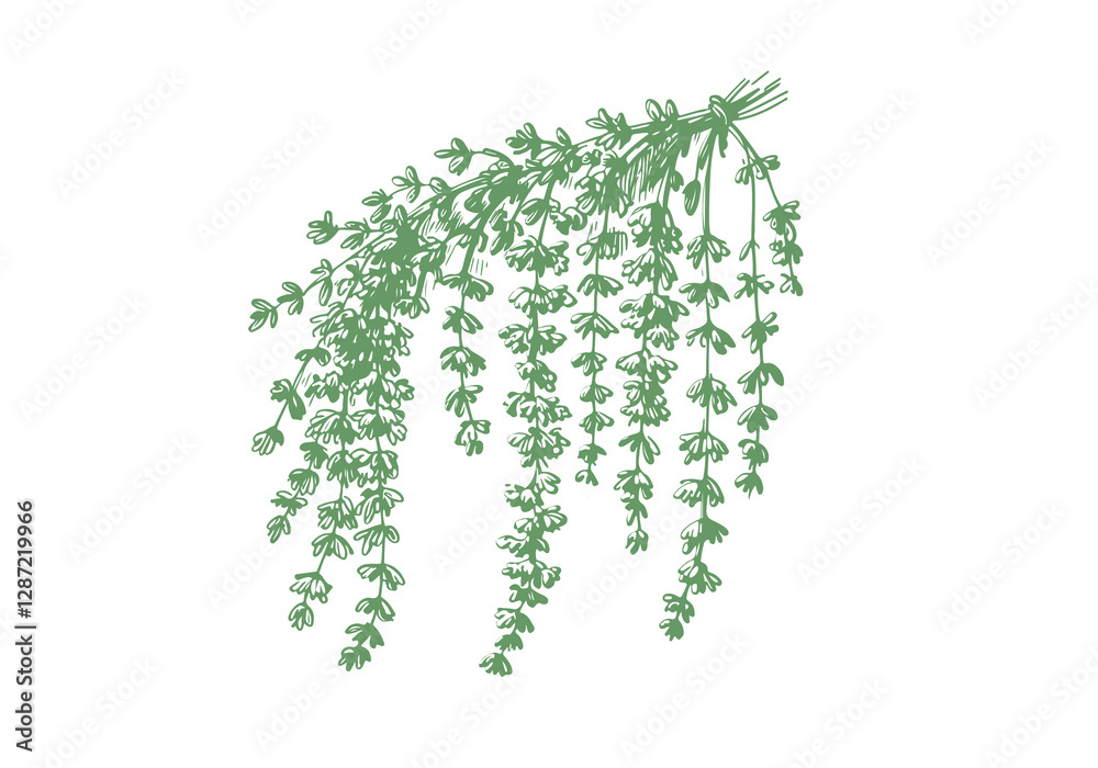 Thyme Hand Drawn Illustration Sketch Vector Isolated Thyme Hand Drawn Illustration Sketch Vector Isolated