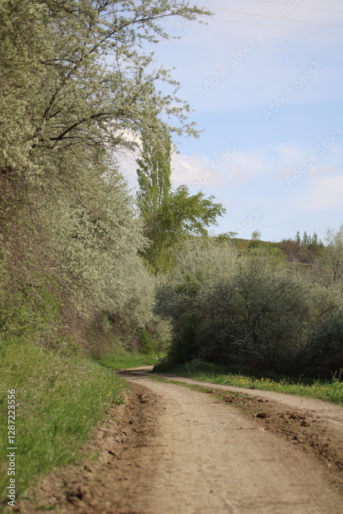 Obraz premium Country Road in Spring. Spring Path