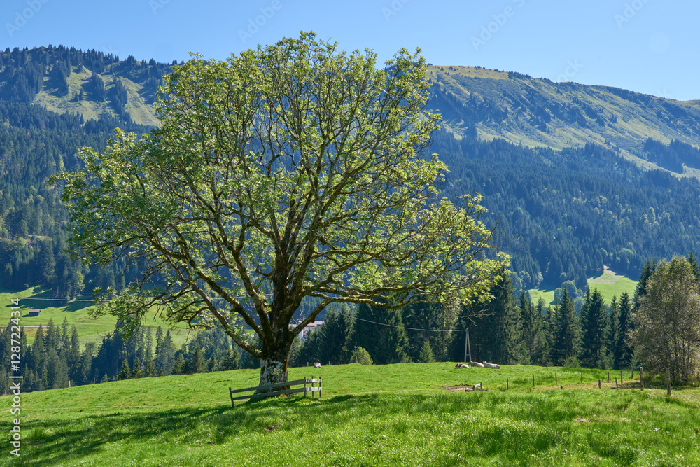 Stunning Alpine Landscape With Single Tree In Mountain Meadow Under Crystal Blue Summer Sky. Majestic Mountain Peaks Towering Above Peaceful Green Pasture Creating Dramatic Natural Scenery. Stunning Alpine Landscape With Single Tree In Mountain Meadow Under Crystal Blue Summer Sky. Majestic Mountain Peaks Towering Above Peaceful Green Pasture Creating Dramatic Natural Scenery.