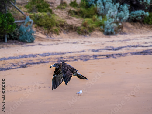  Juvenile Pacific Gull Wings Down photo