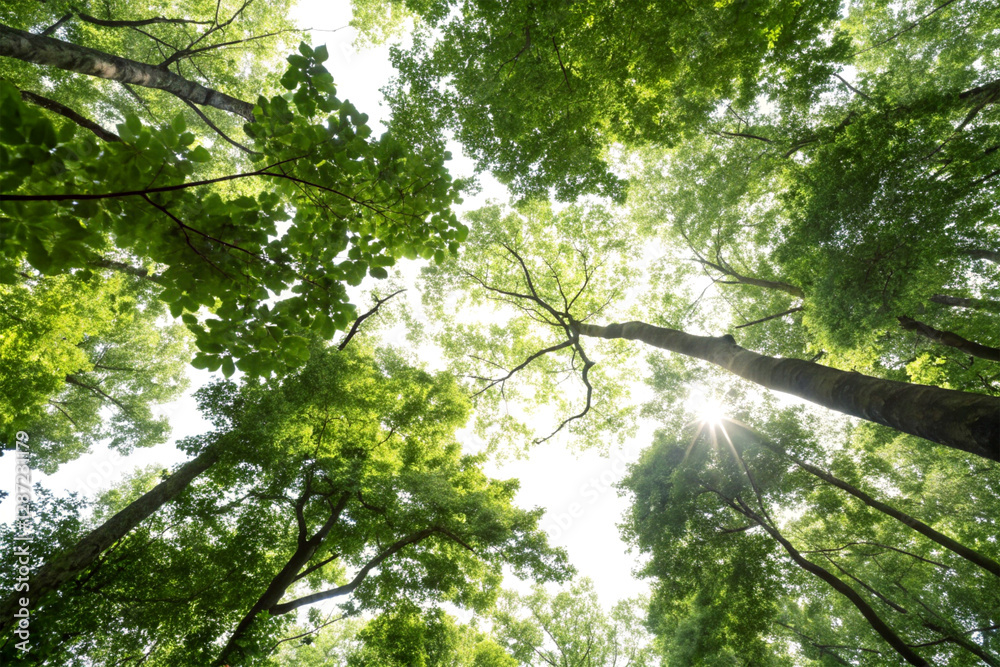 A forest canopy viewed from below with sunlight streaming through A forest canopy viewed from below with sunlight streaming through