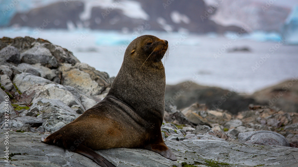 Naklejka premium Antarctica Cruise