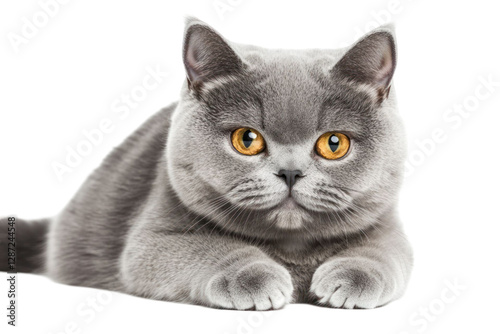 Close up studio portrait of grey domestic cat with orange eyes on transparent background
