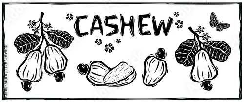 Cashew nut, fruit, flowers and leaves. Hand drawn cashew tree set in woodcut style. Botanical illustration. Vectors isolated on white background.eps