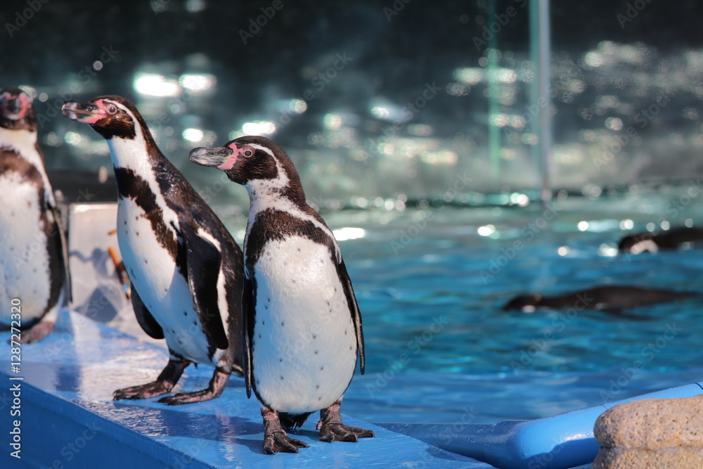 Fototapeta premium ペンギン