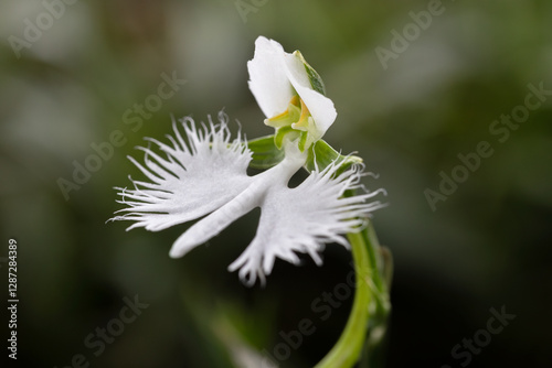 egret flower, pecteilis radiata