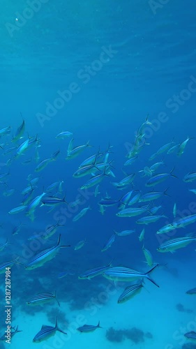 Vertical footage, School of blue Lunar Fusiliers, Caesio lunaris feeding on plankton swimming in the turquoise water column. photo