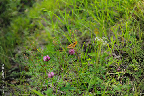 Fototapeta Naklejka Na Ścianę i Meble -  grass in the grass